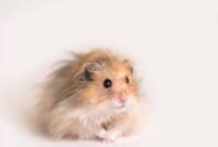 Cara Merawat Hamster Anggora Yang Baik Dan Benar