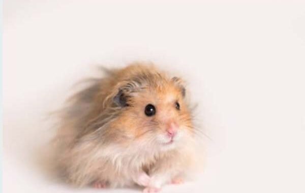 Hamster Anggora