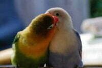Daftar Harga Burung Lovebird 2021 Terbaru Update