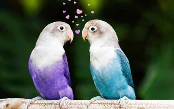 Harga Burung Lovebird 2021 Update