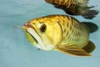 Penyebab Ikan Arwana Stress & Cara Mengatasinya