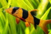 Mengenal Ikan Botia Yang Mempunyai Habitat Disungai