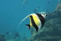 Mengenal Ikan Moorish Idol Ikan Tercantik di Dunia