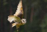 Jenis Burung Hantu di Indonesia Beserta Faktanya