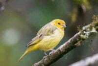 Jenis Burung Kenari yang Sedang Populer Saat ini