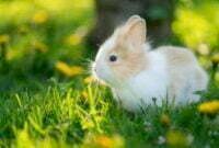 Jenis jenis Kelinci Yang Wajib Anda Ketahui