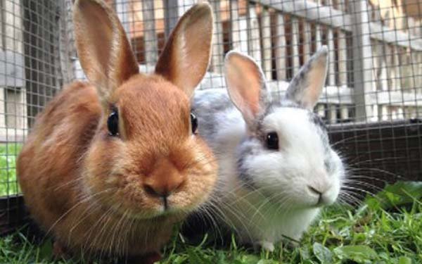 Jenis pakan Kelinci yang mengandung banyak air