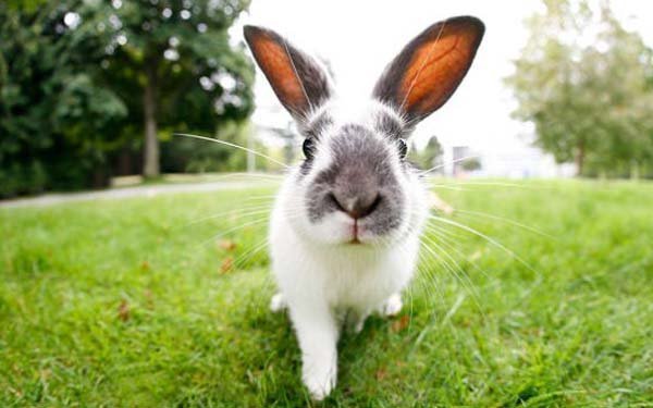 Jenis pakan Kelinci yang mengandung gula