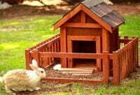 Cara Mempersiapkan Kandang Kelinci Bagi Pemula