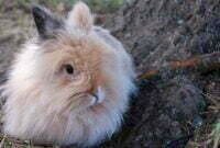 Kamu Sudah Tahu Apa Itu Kelinci Anggora ? Ini Jawabannya