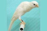 Fakta Burung Kenari Belgia yang belum banyak orang tahu