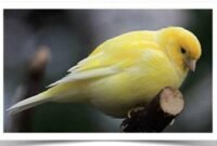 Mengenal Burung Kenari Fife si Cantik dari Iran