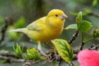 Mengenal Burung Kenari Yorkshire Yang Populer di Indonesia