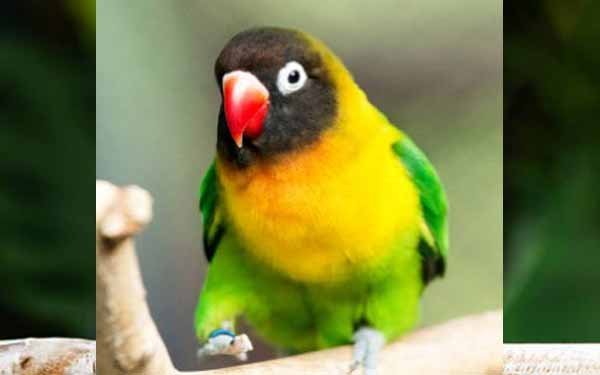 Lovebird Dakocan Hijau