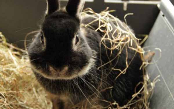 Makanan Untuk Kelinci Netherland Dwarf 