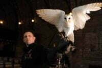 Cara Melatih Burung Hantu Supaya Cepat Jinak