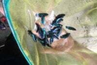 Tips Membesarkan Burayak Cupang Dengan Baik Dan Benar