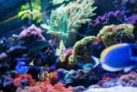 Cara Sukses Memelihara Ikan Hias Air Laut Khusus Pemula