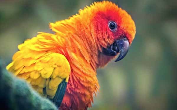 Mengenal Burung Sun Conure