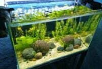 Inilah 4 Cara Untuk Merawat Aquascape Air Tawar