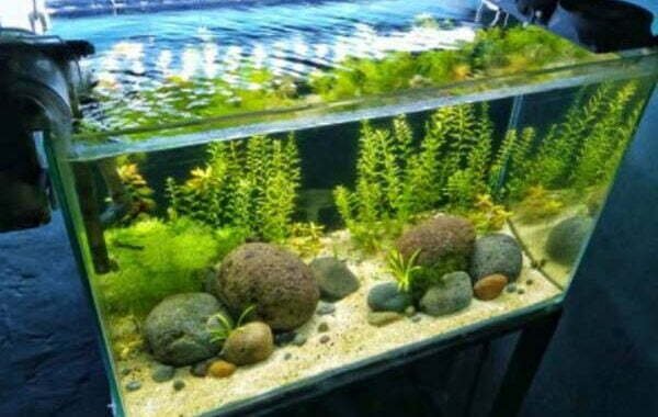 Inilah 4 Cara Untuk Merawat Aquascape Air Tawar