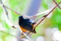 Ciri-Ciri Murai Batu Kalimantan Borneo Bagi Pemula