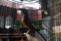 Perawatan dan Pemasteran Murai Trotolan masih bakalan