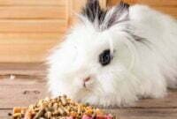 Pakan Kelinci Terbaik Bergizi,Penuh Nutrisi Bikin Kelinci Sehat