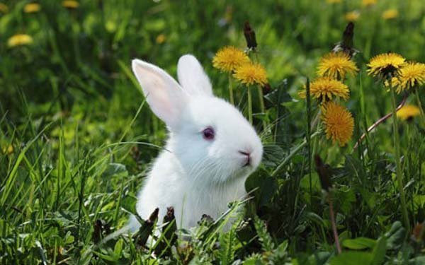 Pakan Terlarang Bagi Kelinci