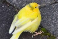 Penyakit Burung Kenari dan Tips Pengobatannya