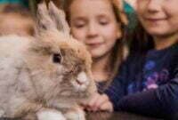 5 Jenis Penyakit Kelinci Yang Harus Di Ketahui oleh Pemilihara