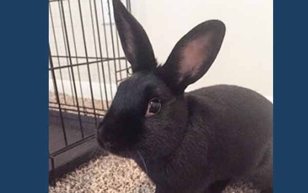 Mengenal Kelinci Havana Yang Populer Di Belahan Dunia 2 Sekilas Tentang Kelinci Havana