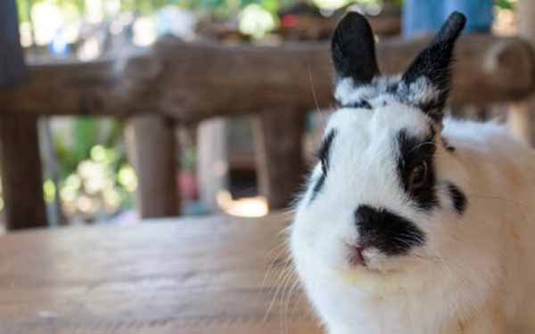 Tempat minum Untuk Kelinci Netherland Dwarf
