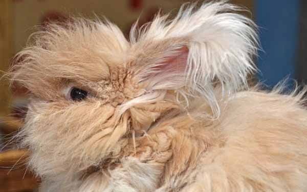 Tentang Kelinci Anggora