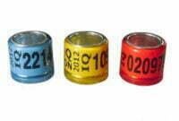 Mengetahui 39 Jenis Ukuran Ring Kaki Burung Bagi Pemula