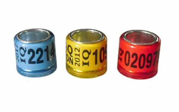 Ukuran Ring Kaki Burung