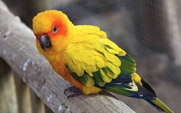 Ukuran Tubuh Sun Conure 