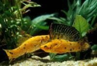 Mengenal Jenis-Jenis Ikan Molly Yang Perlu Diketahui