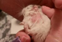 9 Cara Mengatasi Kutu Hamster Ampuh Dan Pasti Hilang