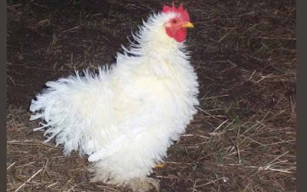 Ayam Walik, Ayam Lokal Indonesia Nan Unik 2 Asal Ayam Walik