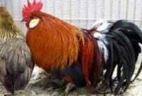 Ayam Ohiki, Ayam Unik yang Berasal Dari Jepang