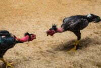 Ayam Saigon, Ayam Petarung dari Vietnam