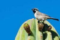 5 Jenis Burung American Sparrow Untuk Masteran