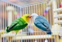 Cara Ternak Lovebird untuk Pemula, Terbukti Sukses