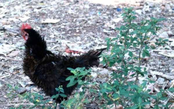 Ayam Walik, Ayam Lokal Indonesia Nan Unik 3 Hal unik tentang ayam walik