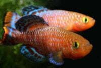 Mengenal Ikan Killifish Beserta Harganya