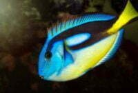 Ikan Regal Tang Si Dory yang Mempunyai Racun Ciguatera