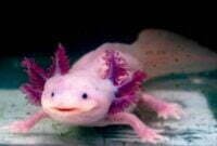 Fakta Tentang Ikan Salamander Beserta Harganya