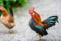 Jenis Jenis Ayam Kate Beserta dengan Harganya