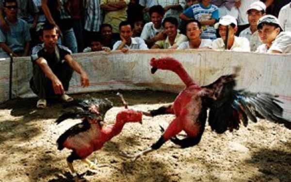 Sekilas Tentang Ayam Saigon